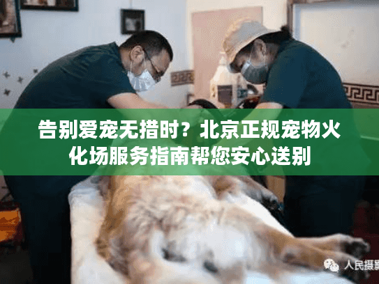告别爱宠无措时？北京正规宠物火化场服务指南帮您安心送别