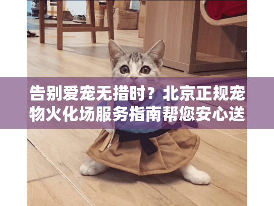 告别爱宠无措时？北京正规宠物火化场服务指南帮您安心送别