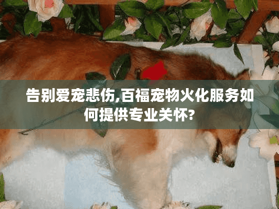 告别爱宠悲伤,百福宠物火化服务如何提供专业关怀?