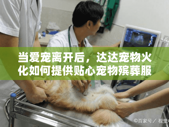 当爱宠离开后，达达宠物火化如何提供贴心宠物殡葬服务