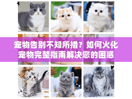 宠物告别不知所措？如何火化宠物完整指南解决您的困惑
