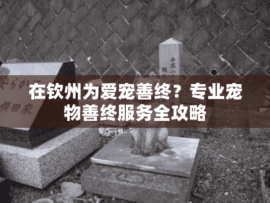 在钦州为爱宠善终？专业宠物善终服务全攻略