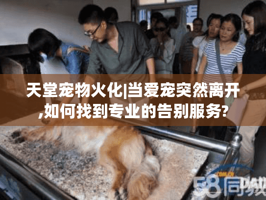 天堂宠物火化|当爱宠突然离开,如何找到专业的告别服务?