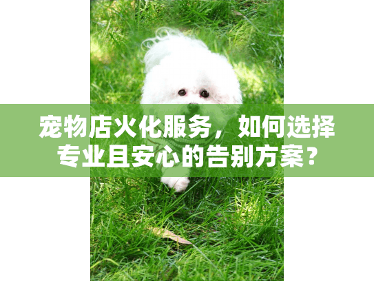 宠物店火化服务，如何选择专业且安心的告别方案？