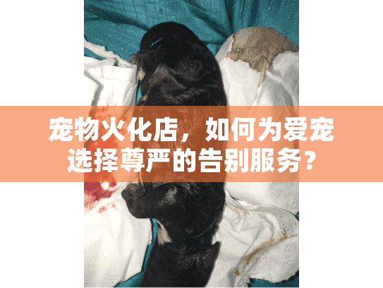 宠物火化店，如何为爱宠选择尊严的告别服务？