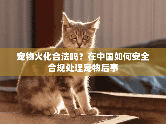 宠物火化合法吗？在中国如何安全合规处理宠物后事