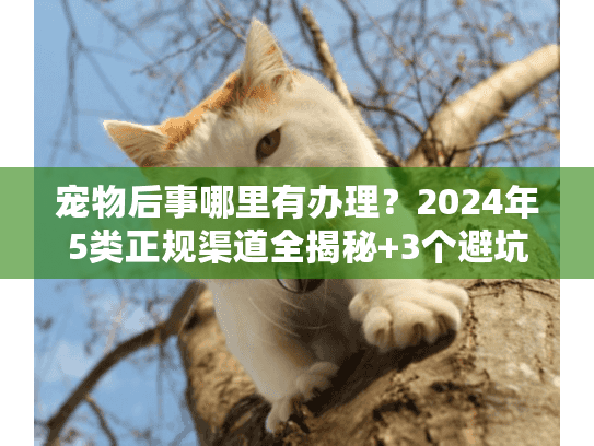 宠物后事哪里有办理？2024年5类正规渠道全揭秘+3个避坑技巧