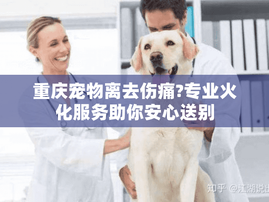 重庆宠物离去伤痛?专业火化服务助你安心送别
