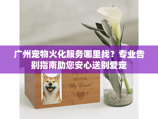 广州宠物火化服务哪里找？专业告别指南助您安心送别爱宠