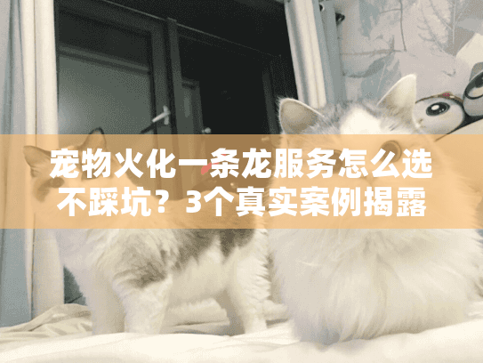 宠物火化一条龙服务怎么选不踩坑？3个真实案例揭露行业潜规则