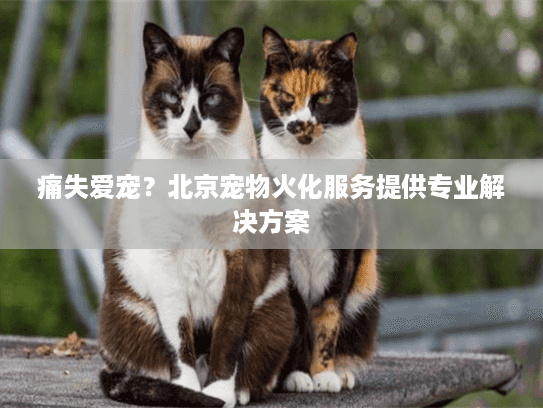 痛失爱宠？北京宠物火化服务提供专业解决方案