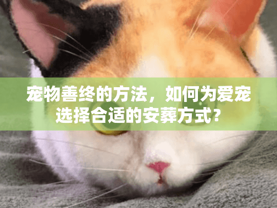 宠物善终的方法，如何为爱宠选择合适的安葬方式？