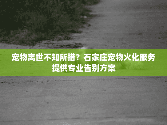 宠物离世不知所措？石家庄宠物火化服务提供专业告别方案