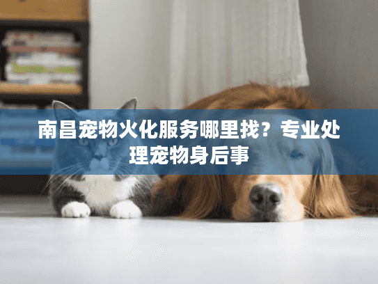南昌宠物火化服务哪里找？专业处理宠物身后事