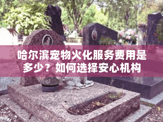 哈尔滨宠物火化服务费用是多少？如何选择安心机构