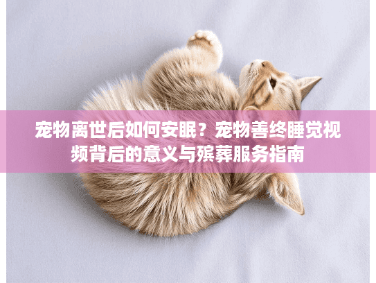 宠物离世后如何安眠？宠物善终睡觉视频背后的意义与殡葬服务指南