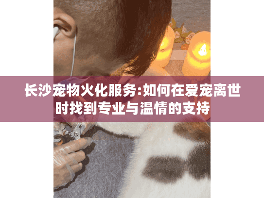 长沙宠物火化服务:如何在爱宠离世时找到专业与温情的支持