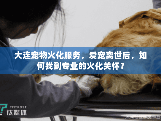 大连宠物火化服务，爱宠离世后，如何找到专业的火化关怀？