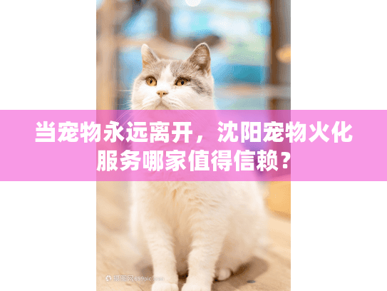 当宠物永远离开，沈阳宠物火化服务哪家值得信赖？