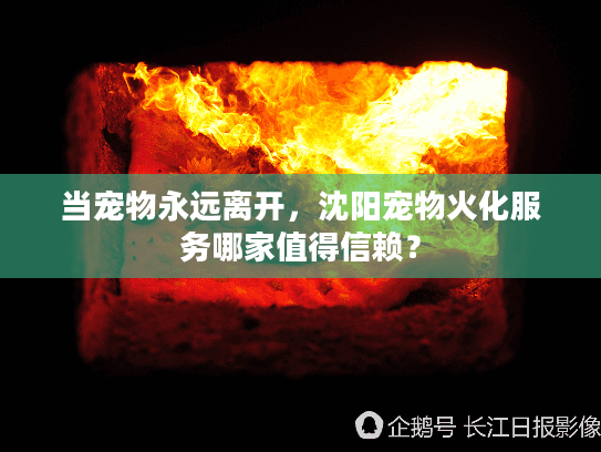 当宠物永远离开，沈阳宠物火化服务哪家值得信赖？