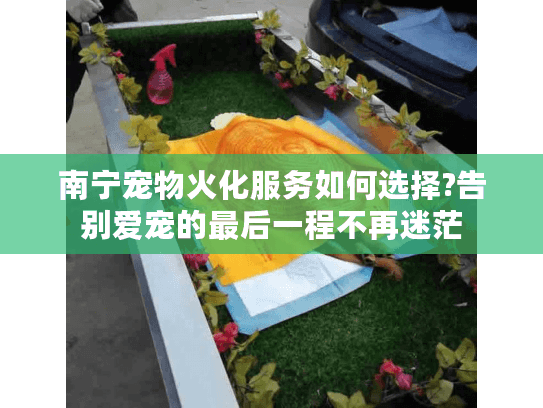 南宁宠物火化服务如何选择?告别爱宠的最后一程不再迷茫
