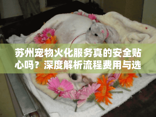 苏州宠物火化服务真的安全贴心吗？深度解析流程费用与选择策略