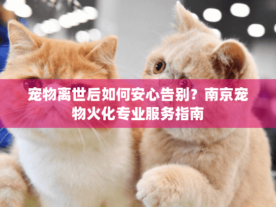 宠物离世后如何安心告别？南京宠物火化专业服务指南