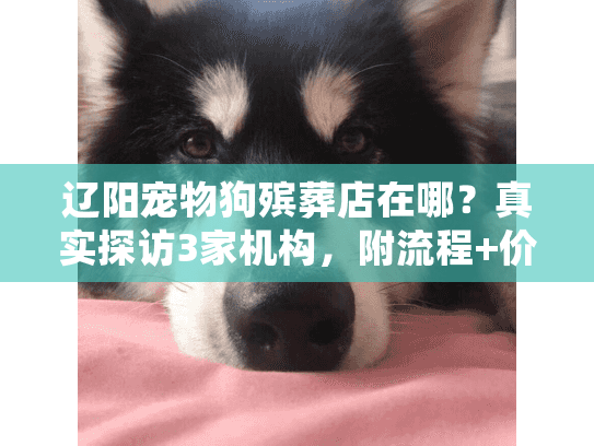 辽阳宠物狗殡葬店在哪？真实探访3家机构，附流程+价格避坑技巧