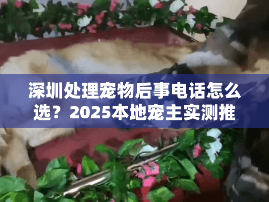 深圳处理宠物后事电话怎么选？2025本地宠主实测推荐+避坑全攻略