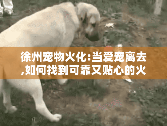 徐州宠物火化:当爱宠离去,如何找到可靠又贴心的火化服务?