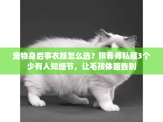 宠物身后事衣服怎么选？殡葬师私藏3个少有人知细节，让毛孩体面告别