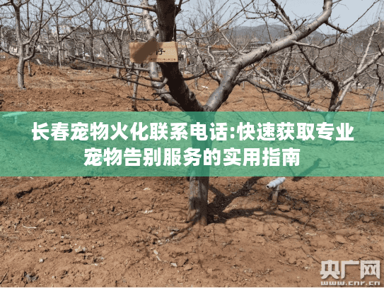 长春宠物火化联系电话:快速获取专业宠物告别服务的实用指南