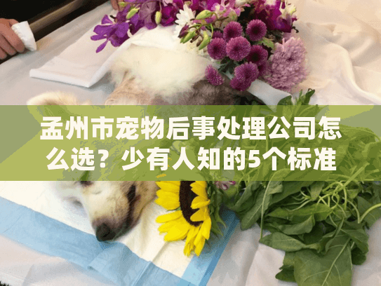 孟州市宠物后事处理公司怎么选？少有人知的5个标准+1次亲身经历分享