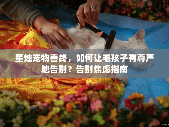 星烛宠物善终，如何让毛孩子有尊严地告别？告别焦虑指南