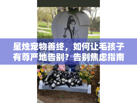星烛宠物善终，如何让毛孩子有尊严地告别？告别焦虑指南