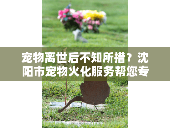 宠物离世后不知所措？沈阳市宠物火化服务帮您专业解决悲伤