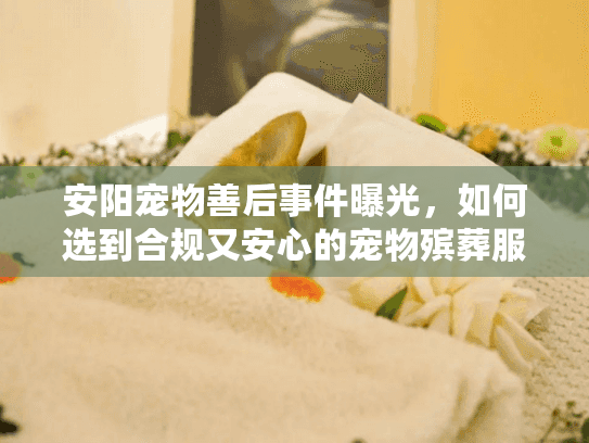 安阳宠物善后事件曝光，如何选到合规又安心的宠物殡葬服务？