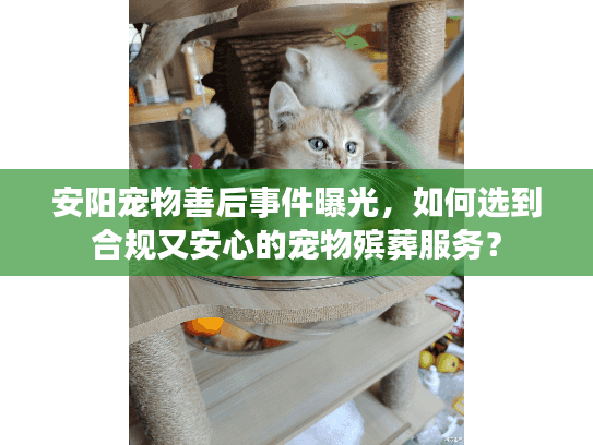 安阳宠物善后事件曝光，如何选到合规又安心的宠物殡葬服务？