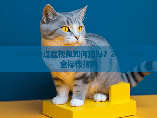 宠物善终过程视频如何拍摄？2025年最全操作指南