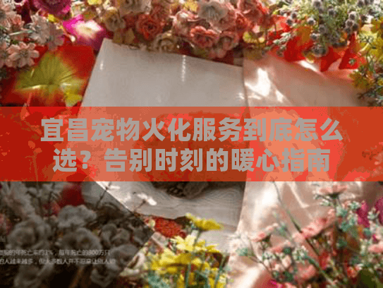 宜昌宠物火化服务到底怎么选？告别时刻的暖心指南