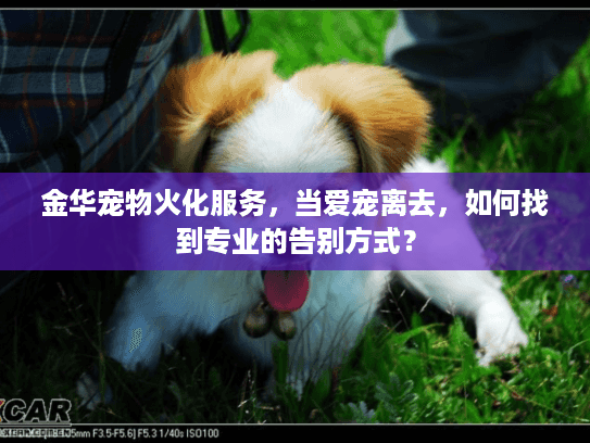 金华宠物火化服务，当爱宠离去，如何找到专业的告别方式？