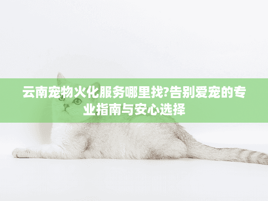 云南宠物火化服务哪里找?告别爱宠的专业指南与安心选择