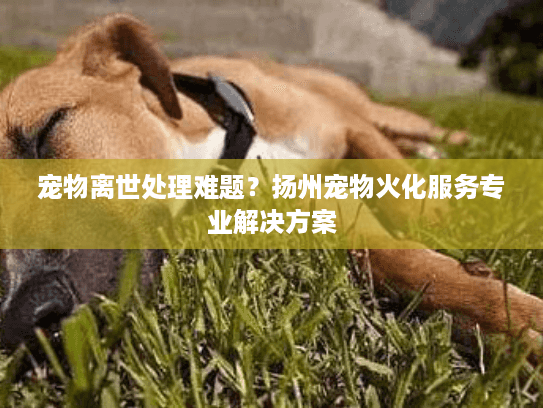 宠物离世处理难题？扬州宠物火化服务专业解决方案