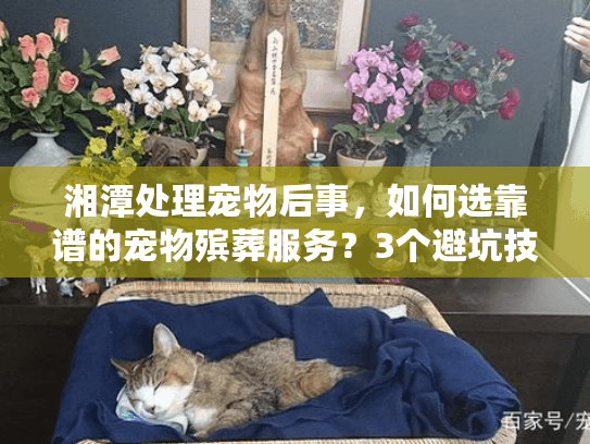 湘潭处理宠物后事,如何选靠谱的宠物殡葬服务?3个避坑技巧+真实案例 湘潭处理宠物后事,如何选靠谱的宠物殡葬服务?3个避坑技巧+真实案例