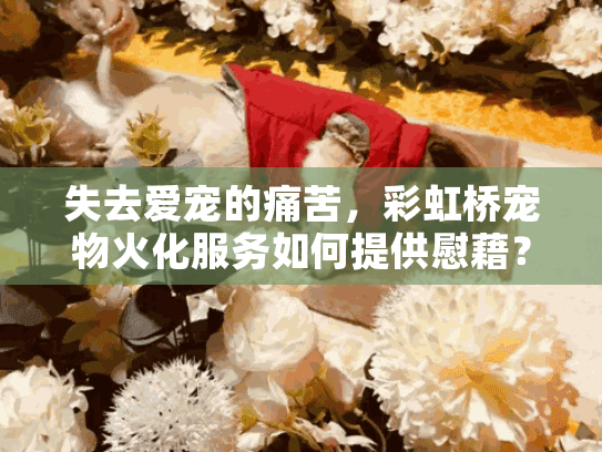 失去爱宠的痛苦，彩虹桥宠物火化服务如何提供慰藉？