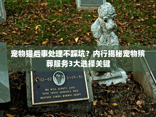 宠物猫后事处理不踩坑？内行揭秘宠物殡葬服务3大选择关键