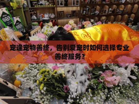 宠逢宠物善终，告别爱宠时如何选择专业善终服务？