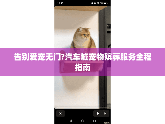 告别爱宠无门?汽车城宠物殡葬服务全程指南