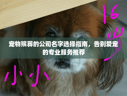 宠物殡葬的公司名字选择指南，告别爱宠的专业服务推荐