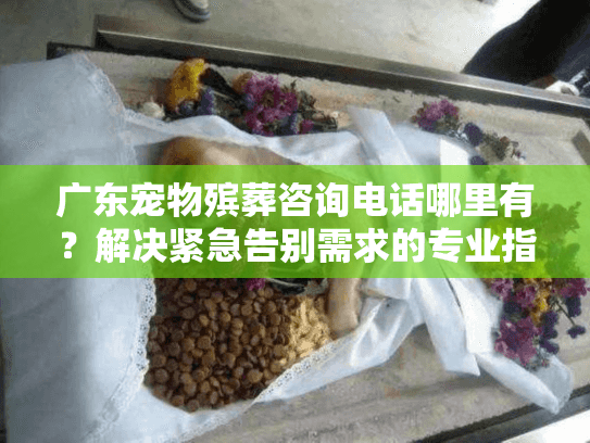 广东宠物殡葬咨询电话哪里有？解决紧急告别需求的专业指南